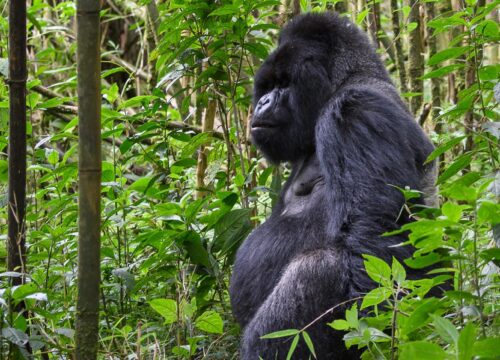 Volcanoes National Park