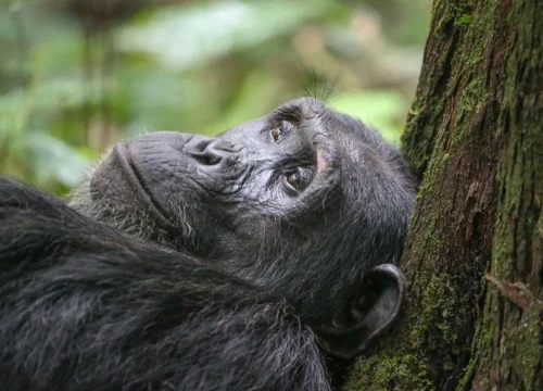Nyungwe Forest National Park