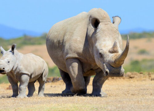 Akagera National Park